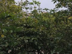 -故乡缘·香格里拉山庄(冷竹路店)