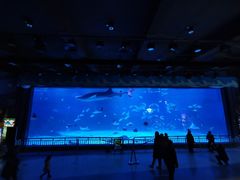 -烟台海昌鲸鲨海洋公园