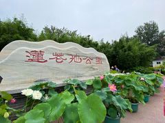 -莲花池公园