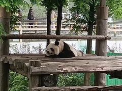 -西霞口神雕山野生动物世界