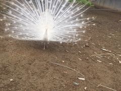 -祥源·阜阳生态乐园