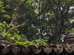 -苏州上方山国家森林公园