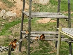 -西霞口神雕山野生动物世界