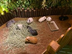 -藦茜花园宠物主题亲子互动体验馆(国顺东路店)