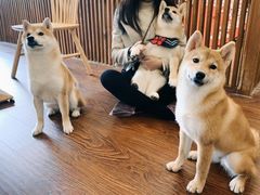 -豆柴町-柴犬主题狗咖(红鼎国际C座店)