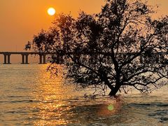 -宝安西湾红树林湿地公园