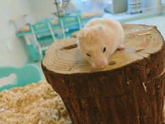 -怪兽屋·羊驼·猫咖·狗咖(俊华广场店)