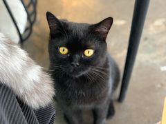 -喵屿·大理花园猫咖