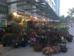 -Loblaws Lower Jarvis Street