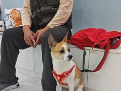 -纳吉亚猫专科动物诊疗中心(蒋宅口分院)