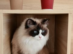 -有猫儿腻咖啡厅.猫咖