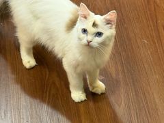 -楼上猫咖(罗湖店)