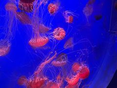 -江和美海洋公园