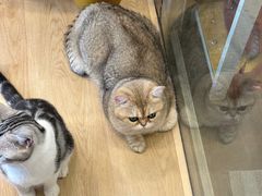 -有喵·猫咖·狗咖·30几只猫10只小狗(岗厦店)