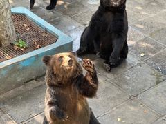 -西霞口神雕山野生动物世界