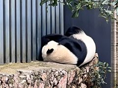 -黔灵山公园