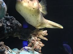 -暹罗海洋世界