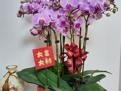 -龙大花卉苗木市场