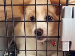 -艾贝尔宠物医院 ·内科全科(梁溪路店)