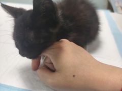 -嘉馨宠物医院·CT影像转诊·心脏科·犬猫全科诊疗中心(下沙大学城院区)