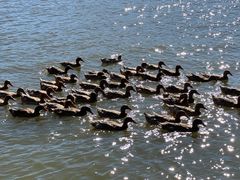 -野鸭湖国家湿地公园