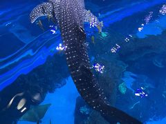 -成都浩海立方海洋公园