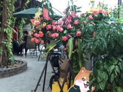 -柴犬高等学院·狗咖·柴犬售卖·宠物训练