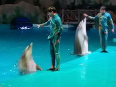 -芜湖新华联大白鲸海洋公园