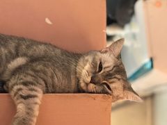 -猫儿山۰猫主题餐厅