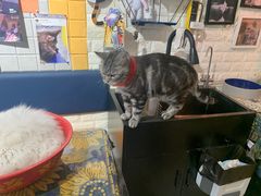 -平行世界·猫咖(首经贸店)