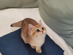 -东方名猫馆·英短金渐层布偶猫舍(环线广场1号楼店)