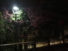 -金鸡山公园