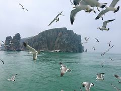-长岛万鸟岛