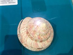 -青岛贝壳博物馆