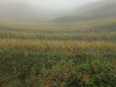 -紫鹊界梯田景区
