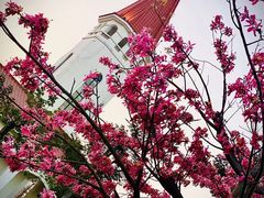 -芒洲湿地公园