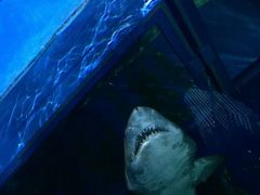 -暹罗海洋世界