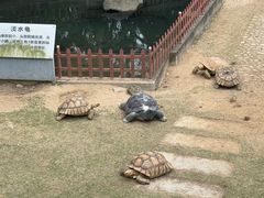 -广东惠东海龟国家级自然保护区