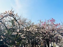 -梅村泰伯庙