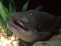 -暹罗海洋世界