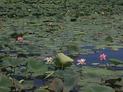 -长春市南湖公园