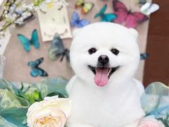 -Oh My Dog宠物沙龙(伊珊娜皮毛护理店)