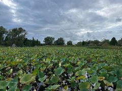 -羊亭河湿地公园