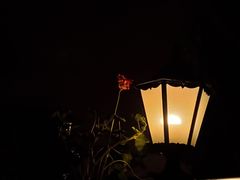 -Sirena海妖日咖夜酒