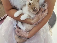 -小猫来了·猫咪专售(红山六九七九店)