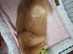 -爱侣宠医·鹦鹉专科·小型哺乳类·异宠专科(灵石路店)