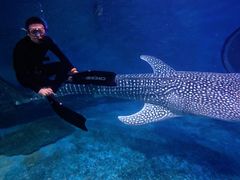 -烟台海昌鲸鲨海洋公园