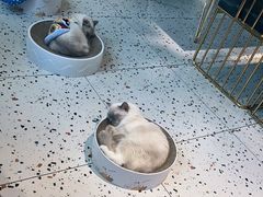 -喵喵咪呀布偶猫咖(春熙路店)
