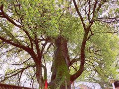 -南岳衡山风景名胜区-南岳大庙