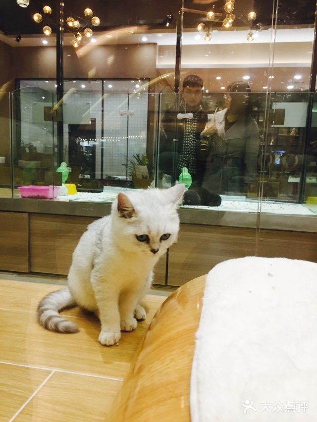 呆萌小猫的妖娆睡姿[笑哭]